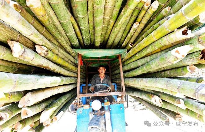 kaiyun：竹”够精彩“茶”有乾坤——咸宁特色产业链建设纪略(图2)