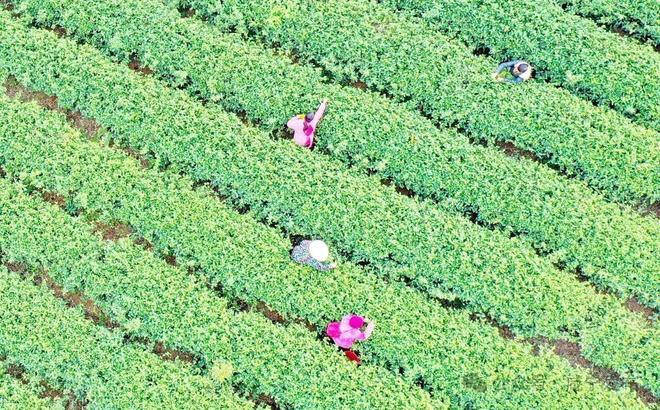 kaiyun：竹”够精彩“茶”有乾坤——咸宁特色产业链建设纪略(图1)