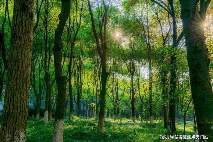 中鹰黑森林(售楼处)网站-中鹰黑森林销售中心(营销中心)-欢迎您-小区环境-户型-价格-地址配套售楼处电话-交房时间(图3)